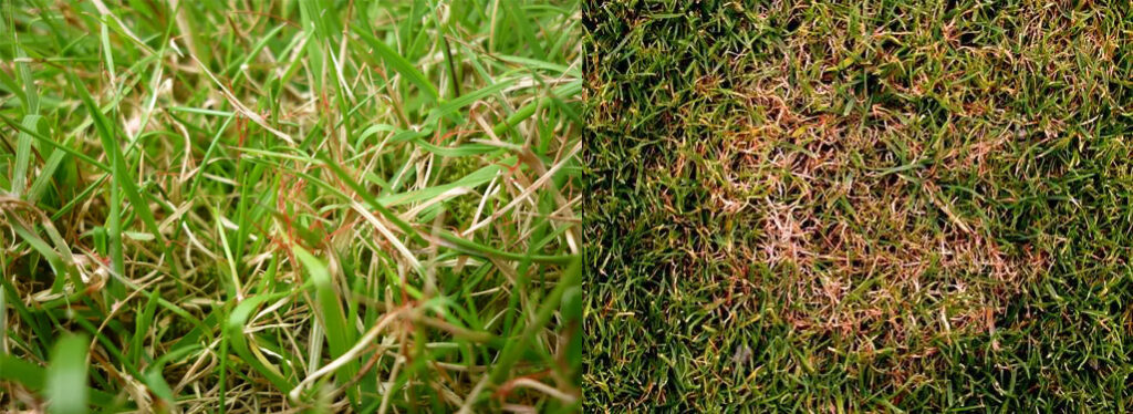 Sau benh hai tham co thao nguyen xanh 1