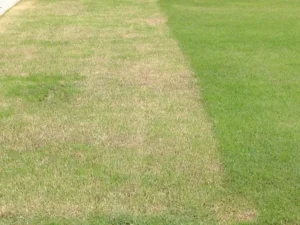 Nguyen nhan tham co bi vang va cach khac phuc 5