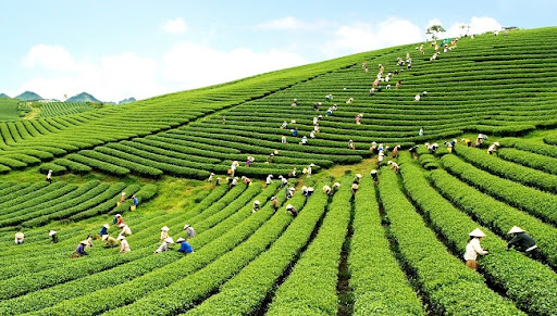 Hoa trà mộc châu